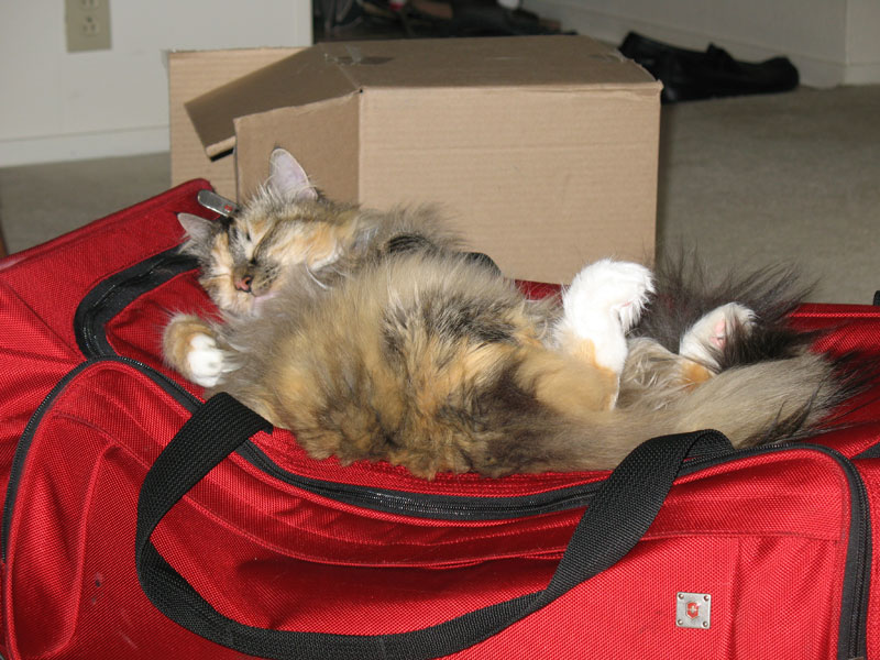 IMAGE: http://firemaplephotography.com/offsitephotos/IMG_0176.jpg